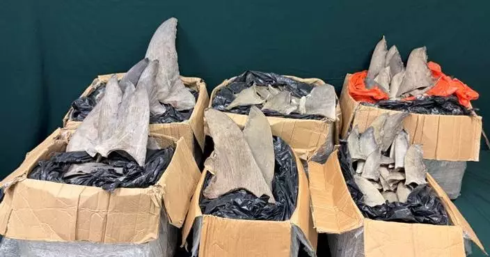 Hong Kong Customs Seizes 162 kg of Suspected Dried Shark Fins Worth $280,000 at Airport