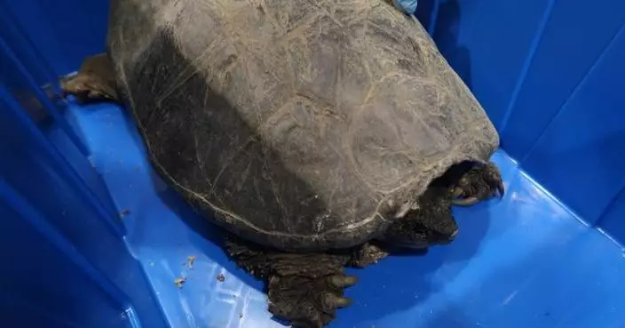 Hong Kong Customs Seizes 106 Live Turtles and 654 Live Lizards of Suspected Scheduled Endangered Species
