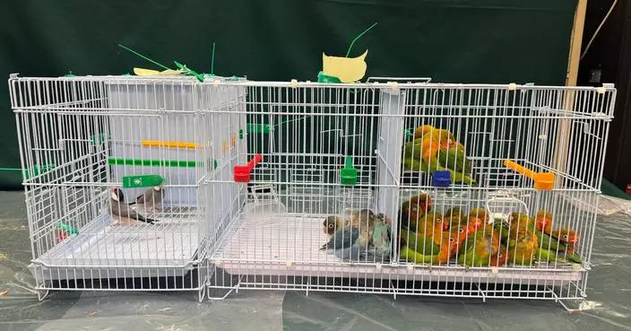 Hong Kong Customs Seizes 26 Endangered Birds, Highlights Strict Import Regulations