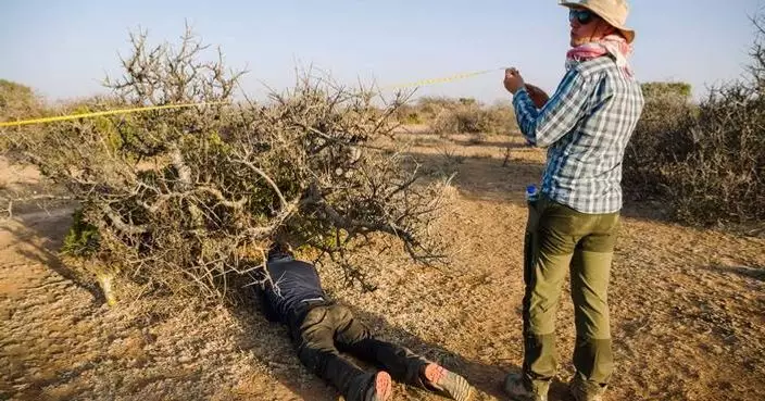 The myrrh tree that’s key to luxury perfumes and African incomes is threatened by drought