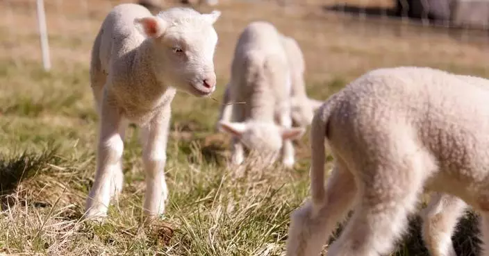 Farmers in Vermont expected a sheep to have twins. She ended up having rare sextuplets