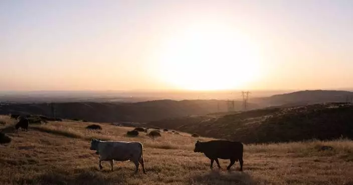 Could more cattle cause record beef prices to drop? Ranchers say it’s not that simple