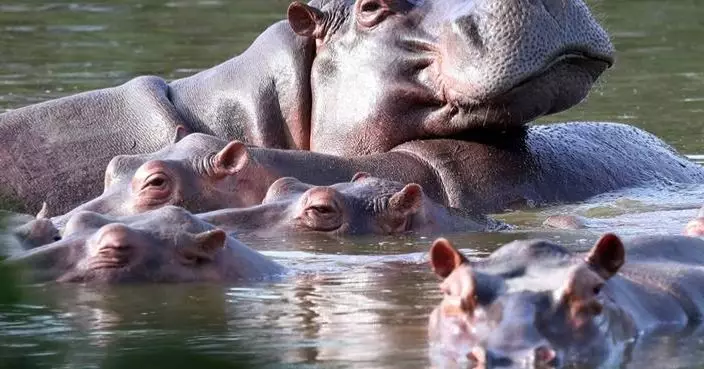 Colombia approves plan to cull dozens of wild hippos