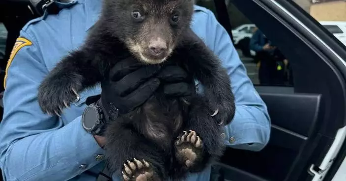 New Jersey state troopers rescue bear cub from highway ditch