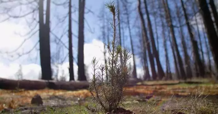 P&amp;G and Charmin Extend Tree-Planting Initiative Across the U.S. with the Arbor Day Foundation