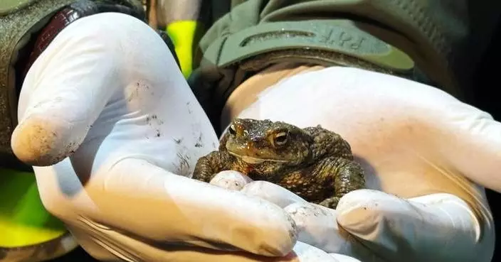 Citizen ‘Frog Patrol’ helps amphibians survive a dangerous road journey in Poland