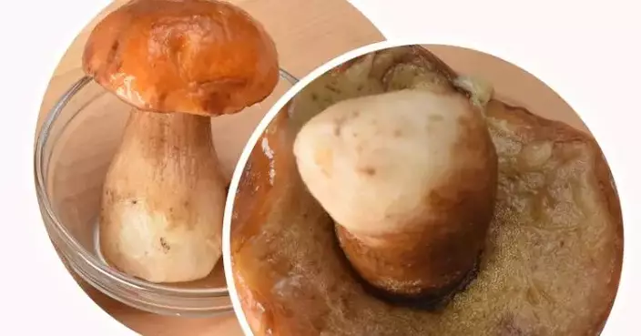 CHP Investigate Food Poisoning Cases Linked to Porcini Mushrooms; Public Urged to Buy from Reputable Sources