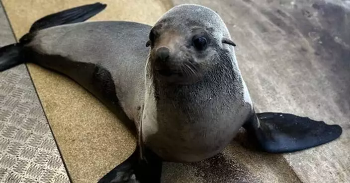 New Seal Bella Joins the Seal Family at SEA LIFE Sunshine Coast