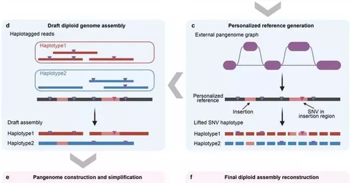 Assembling Over 1,000 Human Genomes Affordably: New Method Powers Medicine’s Future