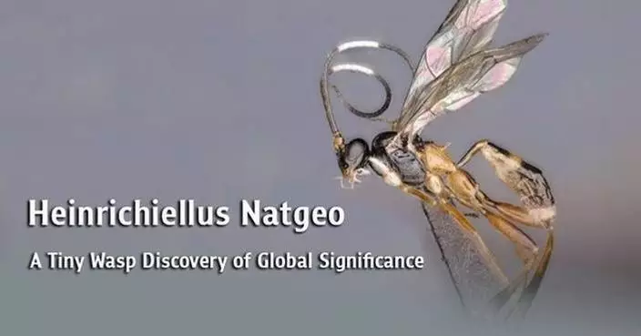 Heinrichiellus Natgeo: A Tiny Wasp Discovery of Global Significance