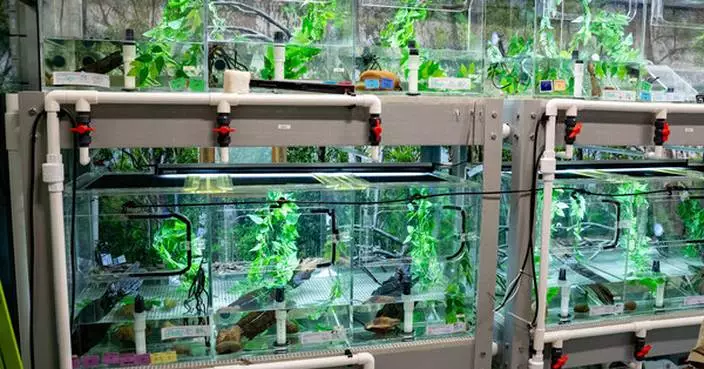 World first for endangered frogs facing extinction