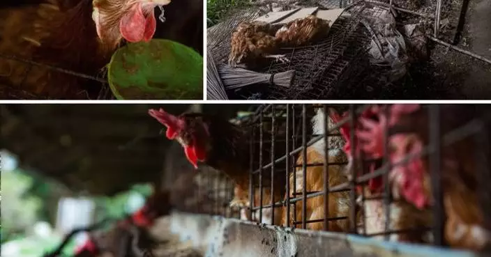 Marriott’s 2025 Cage-Free Pledge in the Spotlight as Field Visit Raises Animal Welfare and Hygiene Concerns