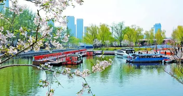 From Old Channel to New Garden: How Chaoyang’s “Sakura River” is Dazzling Spring
