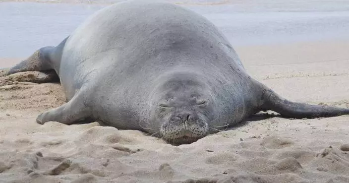 Lawyer says tourist accused of hurling rock at Hawaiian monk seal has been doxed and threatened