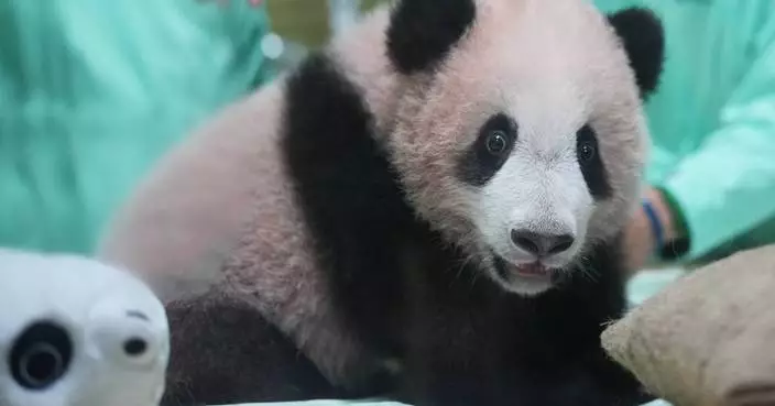 Indonesia’s first giant panda cub, Rio, is growing and healthy before his public debut