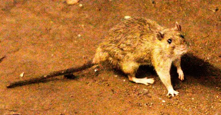 A suspected hantavirus outbreak on a cruise ship in the Atlantic Ocean kills 3 people, WHO says