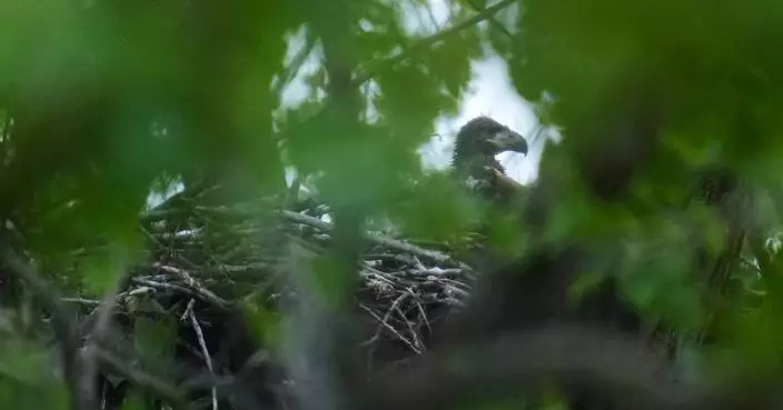 Bald eagle hatchlings spotted in a Chicago park may be the city’s first for more than a century