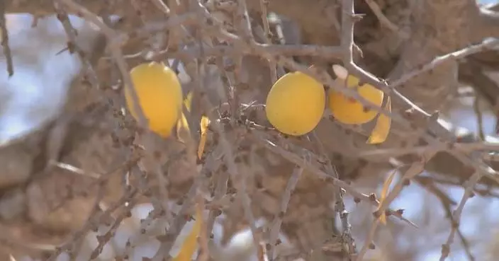 China’s zero-tariff policy to boost Morocco’s argan oil industry
