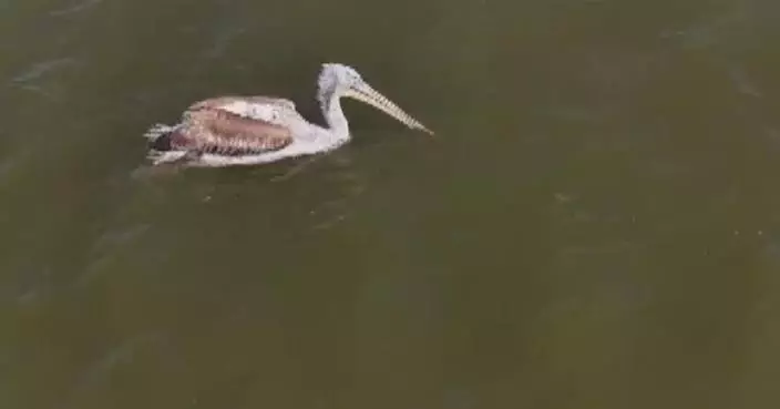 Rescued curly-headed pelican released into wild in Xinjiang after recovery