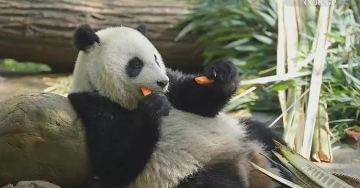 Footage captures giant pandas’ peaceful mealtime in Sichuan