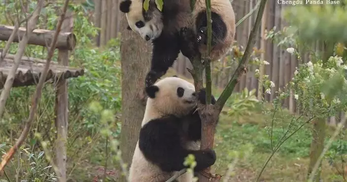 Panda cubs show off tree-climbing skills, engage in acrobatic mid-air play-fight