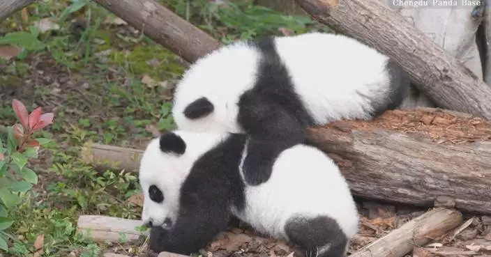 Footage captures panda friendships at Chengdu base