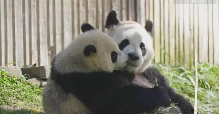 Panda mothers share heartwarming moments with cubs