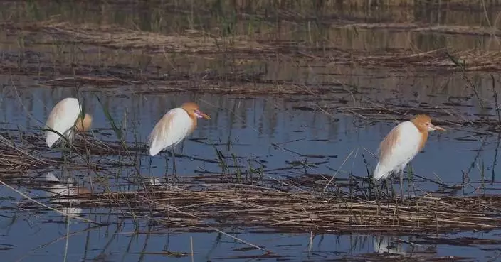 Rare eastern cattle egrets sighted in north China wetland