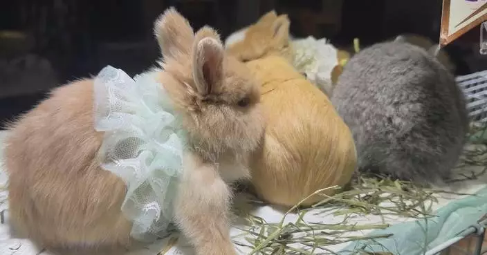 China’s pet economy opens up new consumption scenarios