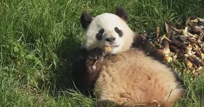 Giant panda turns snack time into fun time