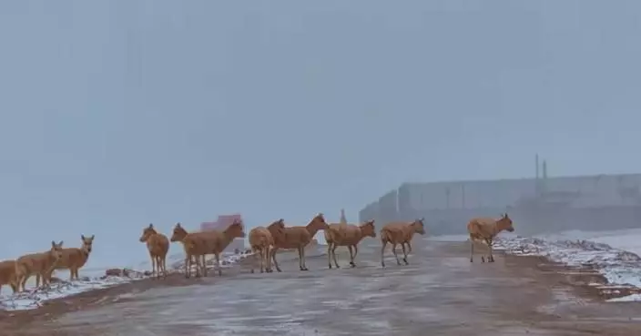 First group of Tibetan antelopes start 2026 migration in Qinghai