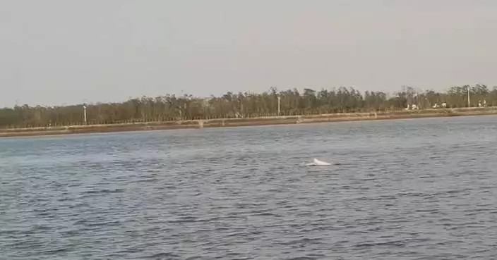 Chinese white dolphins spotted in waters off Hainan