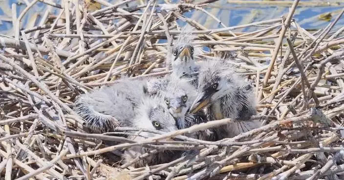 Chinese photographer records development of grey heron chicks
