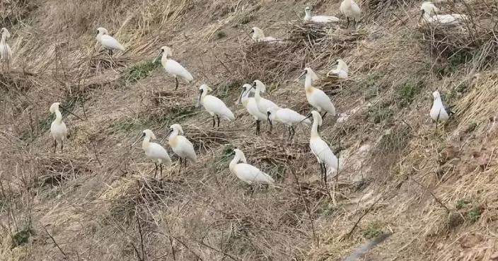 Endangered black-faced spoonbills seen breeding in Liaoning
