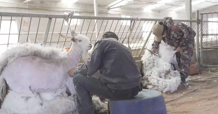 Herdermen embrace sheep shearing season in Inner Mongolia, Xinjiang