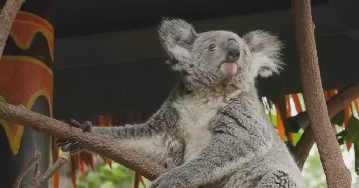 Chinese zoo celebrates 20th anniversary of Koala conservation