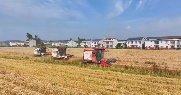 China’s autumn grain purchases surpass 338 mln tons