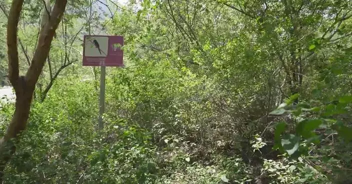 Ongoing civil war exacerbates survival threats to wildlife in Yemen