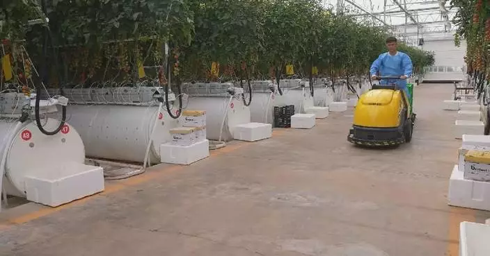 Smart greenhouses boost tomato production in Horgos