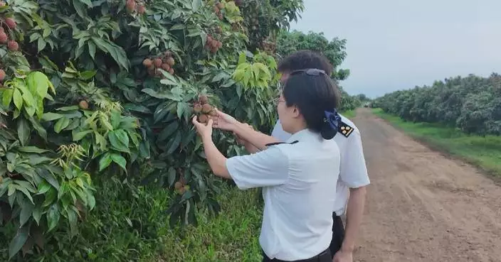 Lychee exports from south China's Hainan surge as streamlined customs procedures cut delivery time