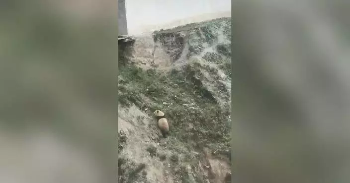 Rare sighting as wild giant panda spotted strolling on hillside in southwest China