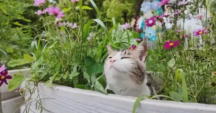 Shanghai’s ‘Cat Island’ expands to shelter more stray cats