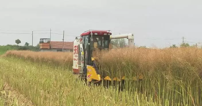 China’s summer oilseed harvest enters peak season