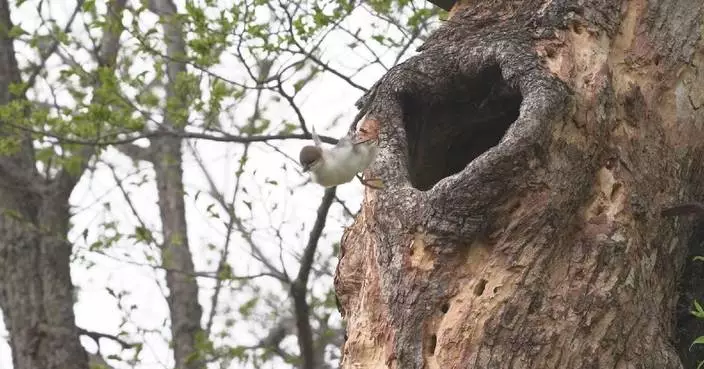 Chinese Merganser ducklings make daring 1st leap in Jilin