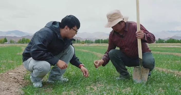 Highland barley finds place in China’s modern food industry