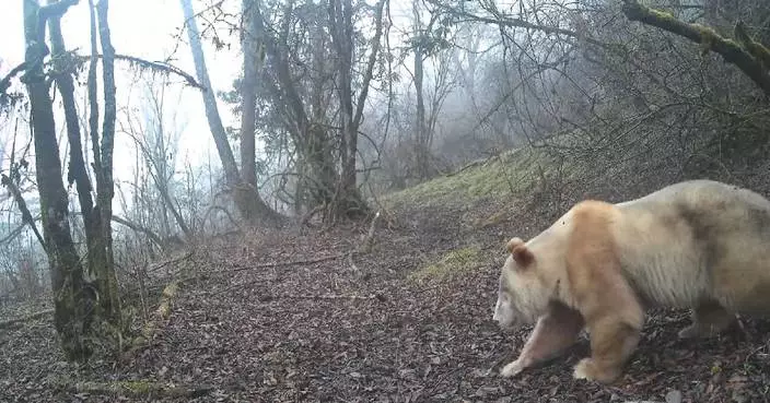 World’s only wild white panda spotted again in southwest China’s Sichuan