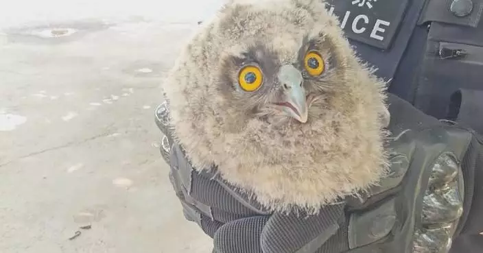 Rare baby Eurasian eagle owl rescued in northwest China’s Xinjiang