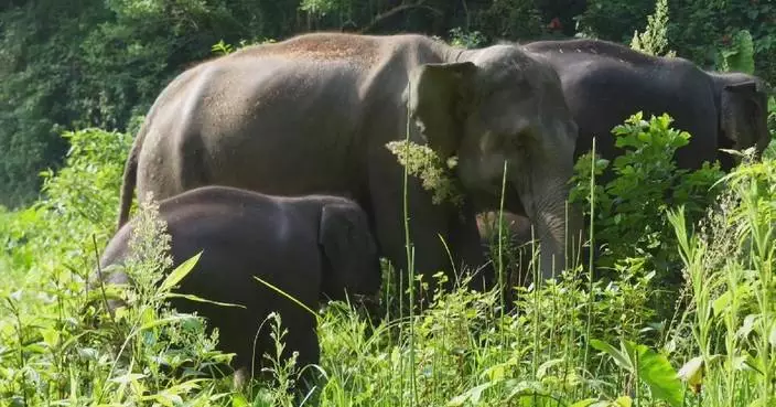 Baby Asian elephant’s playful nursing mishap charms visitors in China’s Yunnan