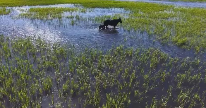 Mare, foal seen galloping freely through verdant wetlands of Xinjiang