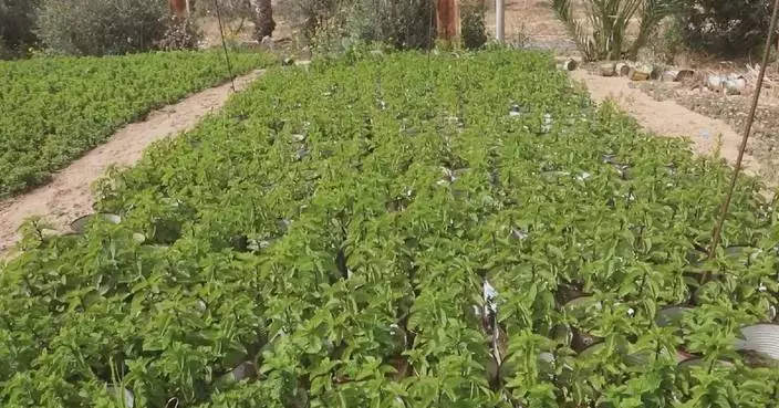 Gaza farmers turn to growing vegetables in recycled tin cans after losing land
